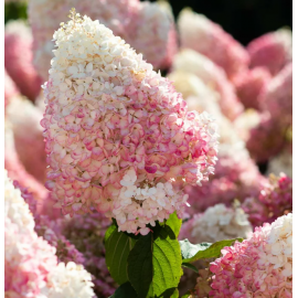 Гортензия метельчатая "Strawberry Blossom"