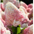 Гортензия метельчатая "Strawberry Blossom"