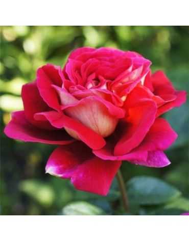 Роза "Кроненбург" (ч/гибридная)