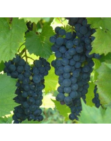 Виноград сортовой "Либерти" (С.Р) 500руб