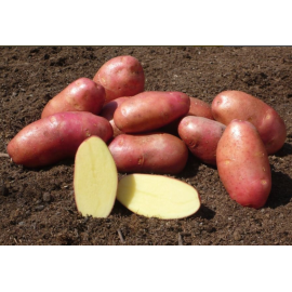 Картофель семенной "Ред Скарлет" 2 кг суперэлита