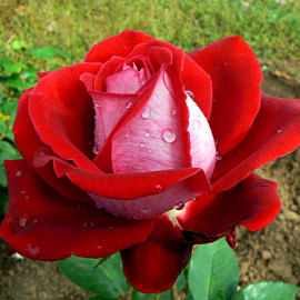 Роза "Люксор" (ч/гибридная)