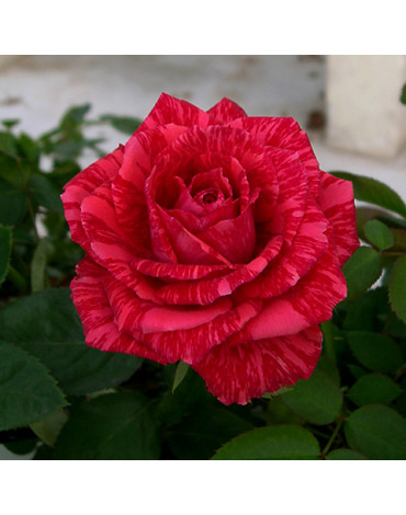 Роза "Ред Интуишн" (ч/гибридная)