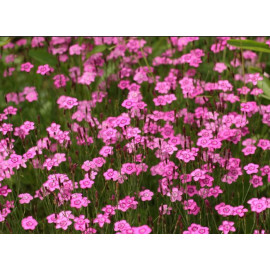Гвоздика травянка розовая