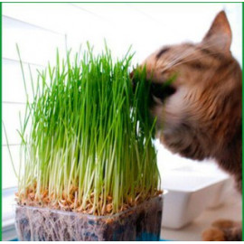Трава для кошек Мяу-мяу 7гр (Сотка) б/п