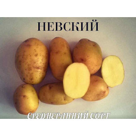 Картофель семенной "Невский ранний" 1кг