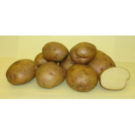 Картофель семенной "Жуковский ранний" 1кг