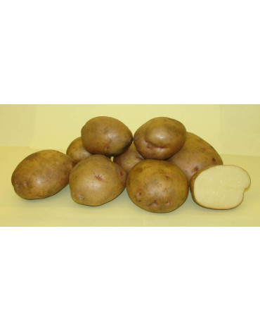 Картофель семенной "Жуковский ранний" 1кг