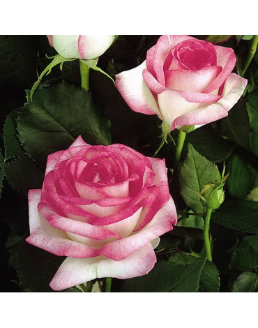 Роза "Романтика Белая с розовым кантом" (англ)