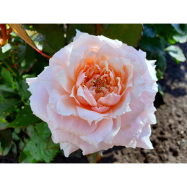 Роза "Принцесса Тсумуги" (японская)