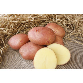 Картофель семенной "Журавинка" 1кг