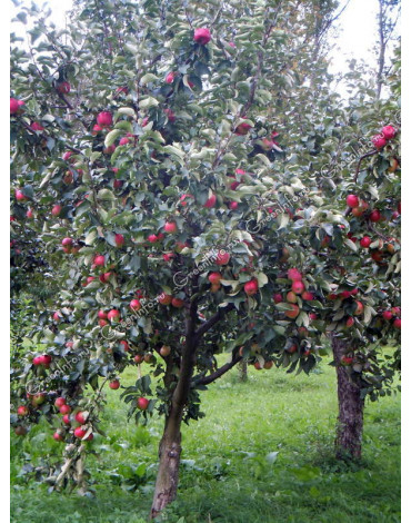 Яблоня плодовая