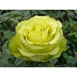 Роза "Лимбо" (ч/гибридная)