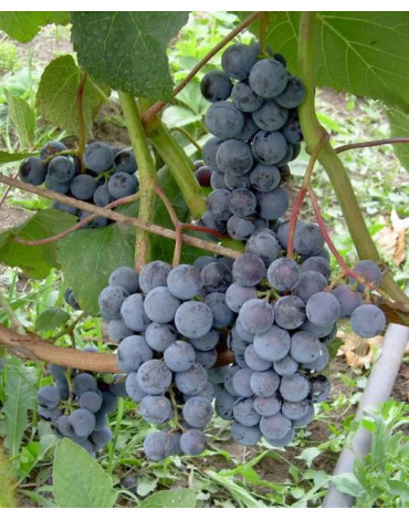 Виноград сортовой "Таёжный" ранний (С.Р) 500руб
