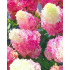Гортензия метельчатая "Strawberry Blossom" (И.А) 3л