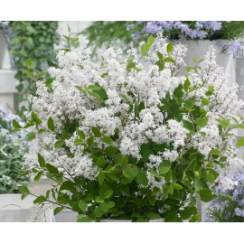 Сирень Мейера "Flowerfesta White"