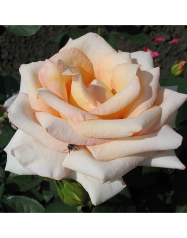 Роза "Версилия" (ч/гибридная)