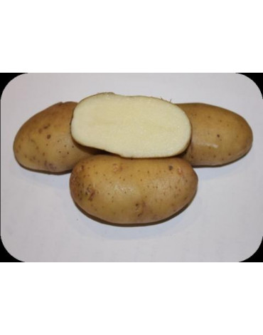 Картофель семенной "Фрителла" 2кг элита