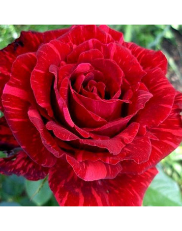 Роза "Ред Интуишн" (ч/гибридная)