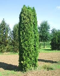 Туя западная "Columna"