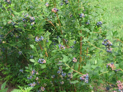 Голубика высокая "Bluecrop"
