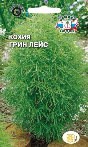 Кохия Грин Лейс веничная (Седек)