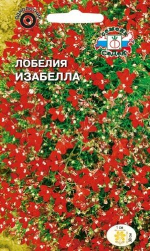 Лобелия Изабелла ампельная красная (Седек)