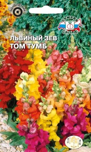 Львиный зев Том Тумб карликовая смесь (Седек)
