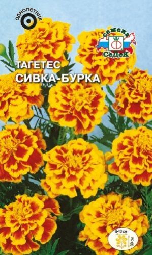 Тагетес Сивка - Бурка отклонённый (Седек)