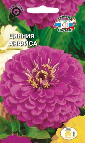 Цинния Анфиса георгиновидная (Седек)