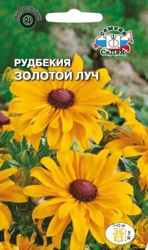 Рудбекия Золотой луч волосистая (Седек)