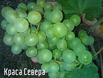 Виноград сортовой "Краса Севера"