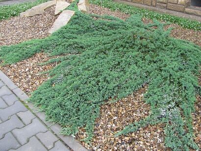 Можжевельник горизонтальный "Glauca Major"