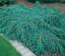 Можжевельник чешуйчатый "Blue Carpet"