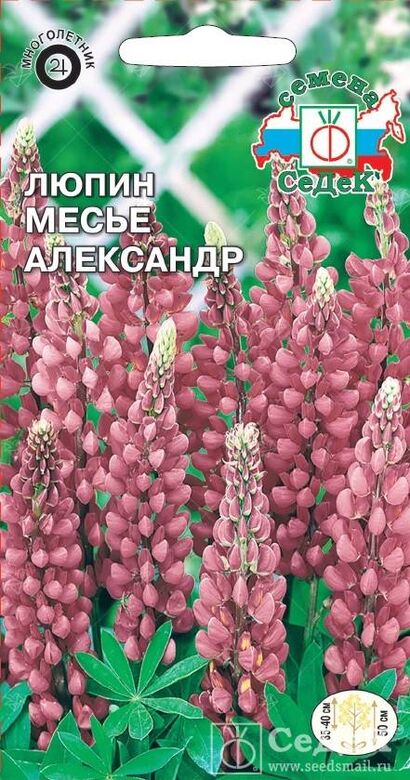 Люпин Месье Александр многолетник (Седек)
