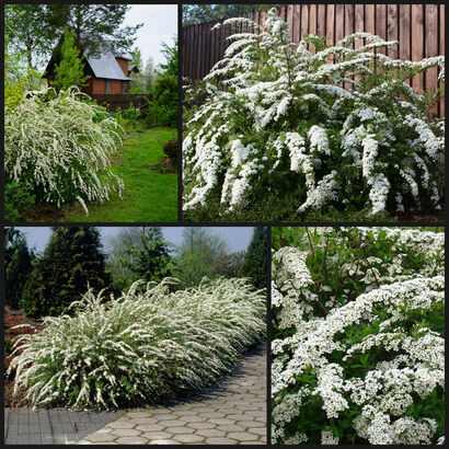Спирея серая "Grefsheim"