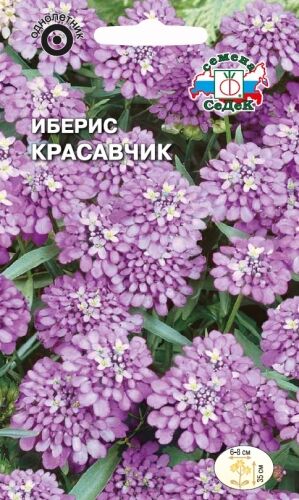 Иберис Красавчик зонтичный (Седек)