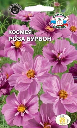 Космея Роза Бурбон (Седек)