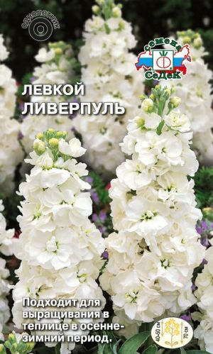 Левкой (маттиола) Ливерпуль (Седек)