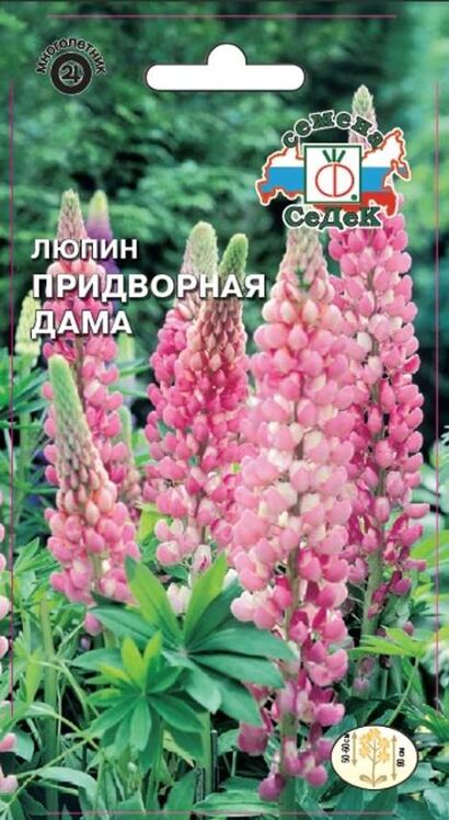 Люпин Придворная дама многолетник  (Седек)