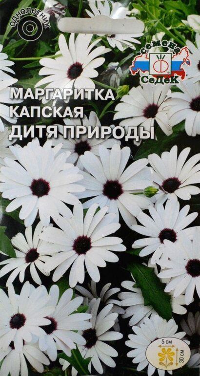 Маргаритка Дитя природы капская (Седек)