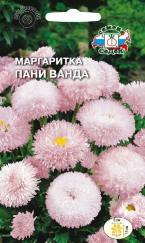 Маргаритка Пани Ванда многолетняя (Седек)