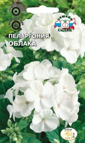 Пеларгония (герань) Облака зональная (Седек)