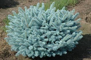 Ель колючая"Glauca Globosa"