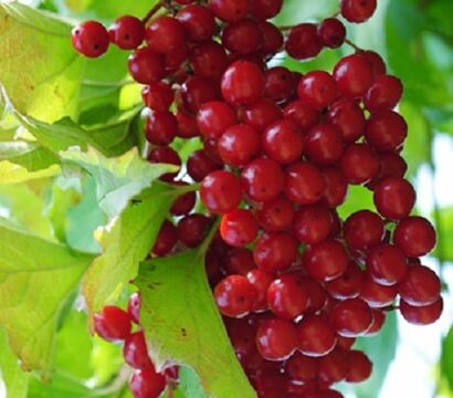 Калина обыкновенная "Ульгень"