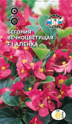 Бегония Алёнка вечноцветущая F1 (Седек)