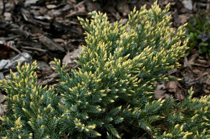 Можжевельник чешуйчатый "Meyeri Variegata"