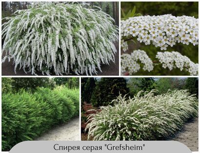 Спирея серая "Grefsheim"