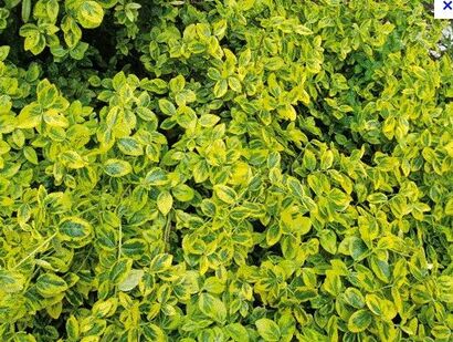Бересклет форчуна "Emerald'n Gold"