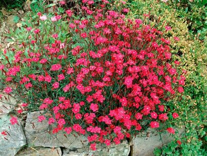 Гвоздика травянка "Brilliant Red"